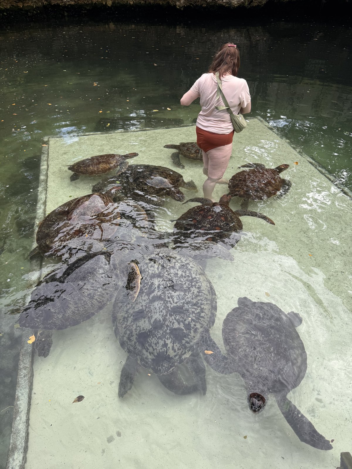 Green sea turtles gathered in shallow water